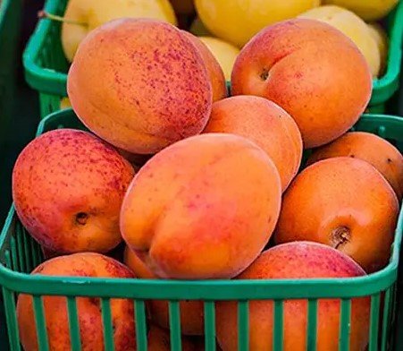 Ontario Apricots - July to September
