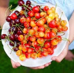 Ontario Cherries - June to July
