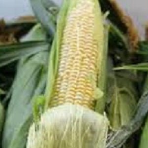 Norfolk County Corn - July to October