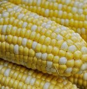 Norfolk County Corn - July to October