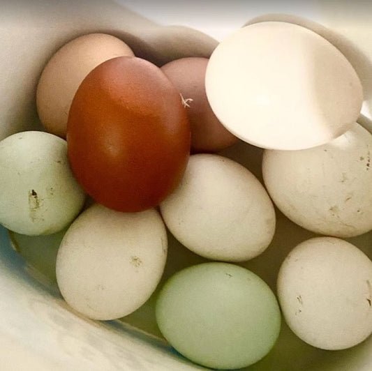 From Our Farm - Fresh Eggs – Holland Marsh Food Market