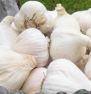 Ontario Garlic - July to February