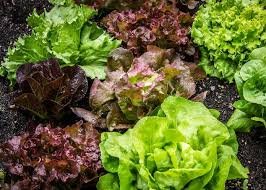 Ontario Lettuces - All Year