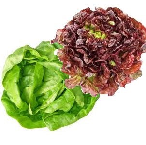Ontario Lettuces - All Year
