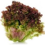 Ontario Lettuces - All Year