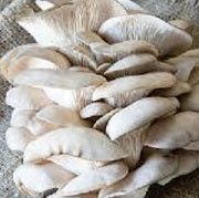Ontario Mushrooms - All Year