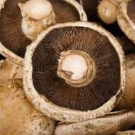Ontario Mushrooms - All Year