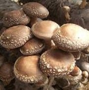 Ontario Mushrooms - All Year
