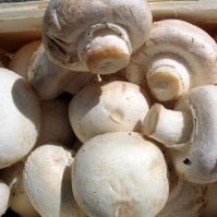 Ontario Mushrooms - All Year