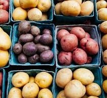 Holland Marsh Potatoes (50lbs) - Marsh