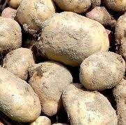 Ontario Potatoes - All Year