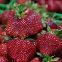 Ontario Strawberries - All Year