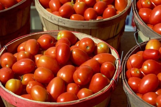 Ontario's best Sauce Tomatoes (suitable for chillies, salsa etc)